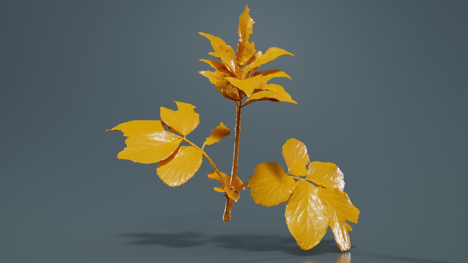 Angelica Archangelica Angelica Apiaceae Sprout 3 Low-poly 3D model_12
