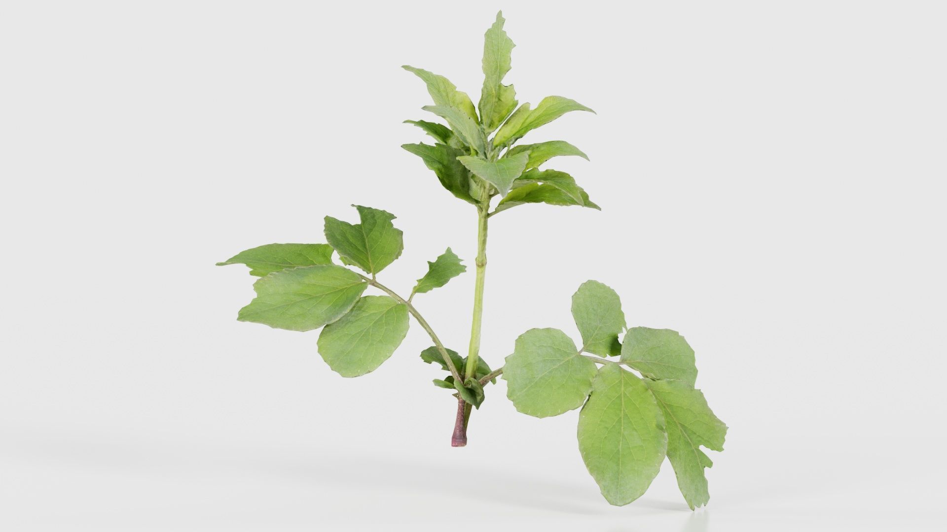 Angelica Archangelica Angelica Apiaceae Sprout 3 Low-poly 3D model_15