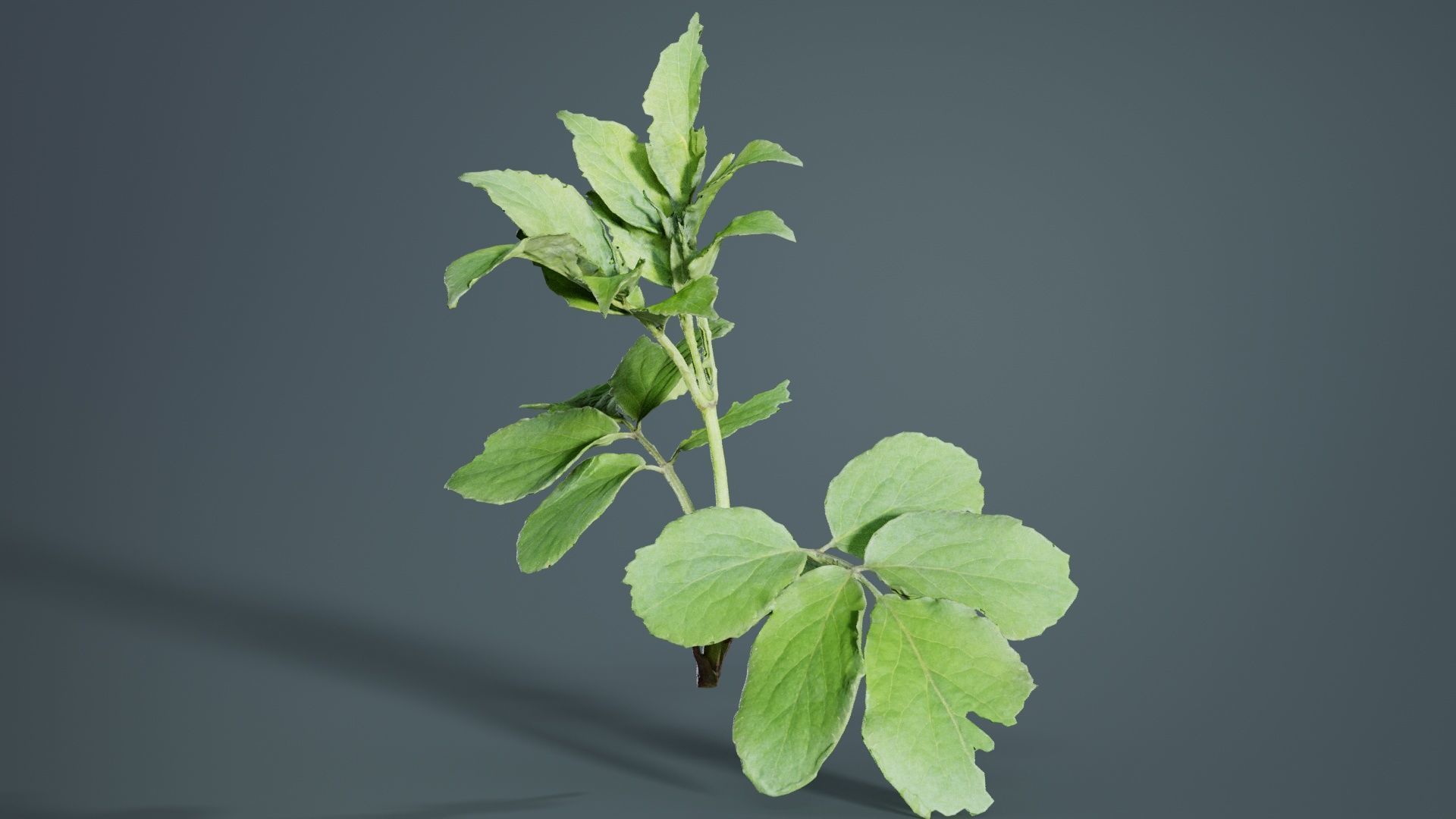 Angelica Archangelica Angelica Apiaceae Sprout 3 Low-poly 3D model_2