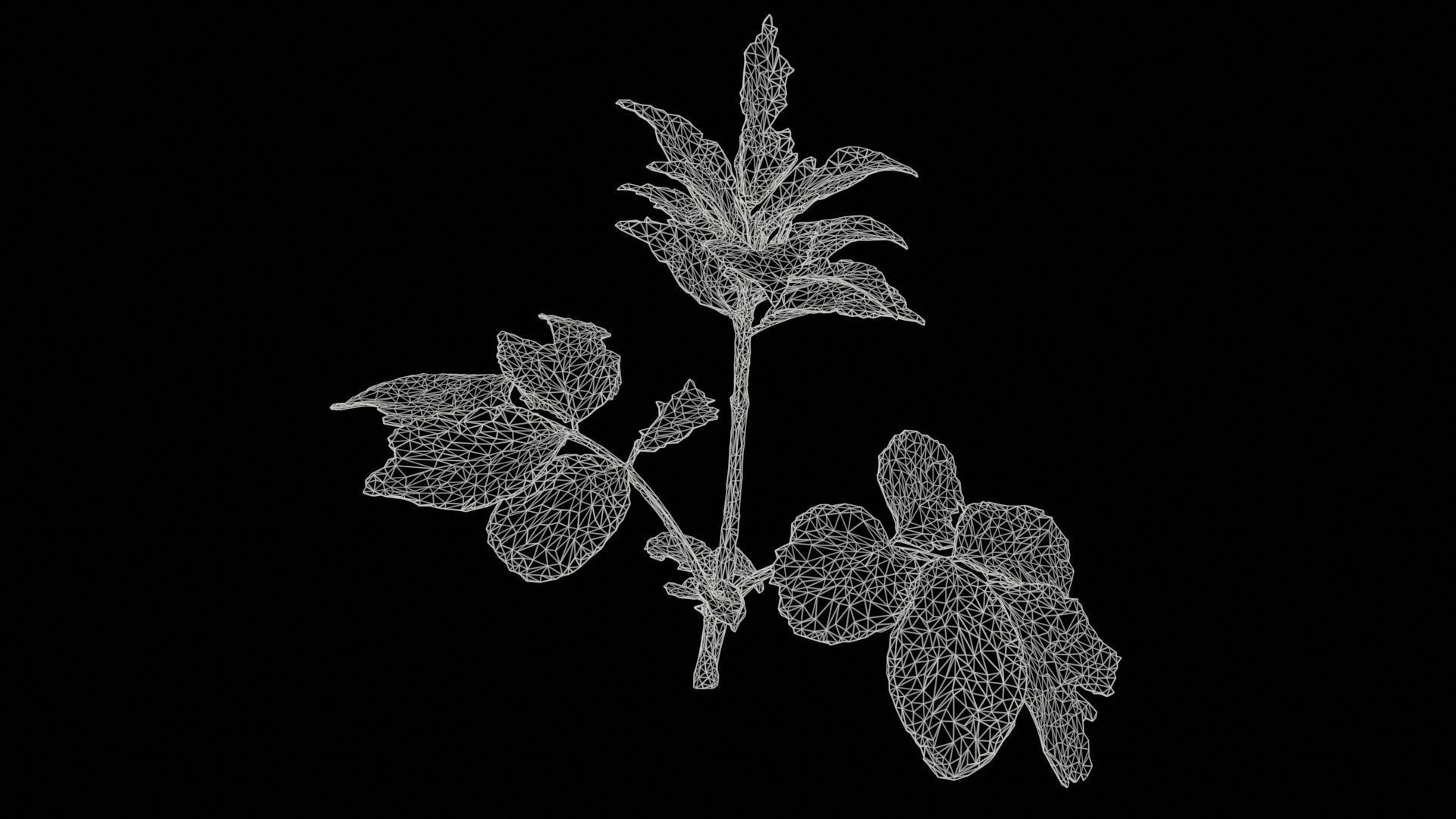 Angelica Archangelica Angelica Apiaceae Sprout 3 Low-poly 3D model_11