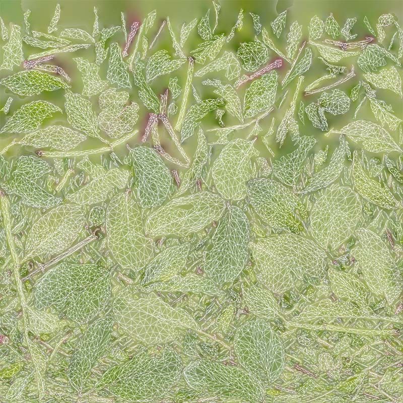 Angelica Archangelica Angelica Apiaceae Sprout 3 Low-poly 3D model_14