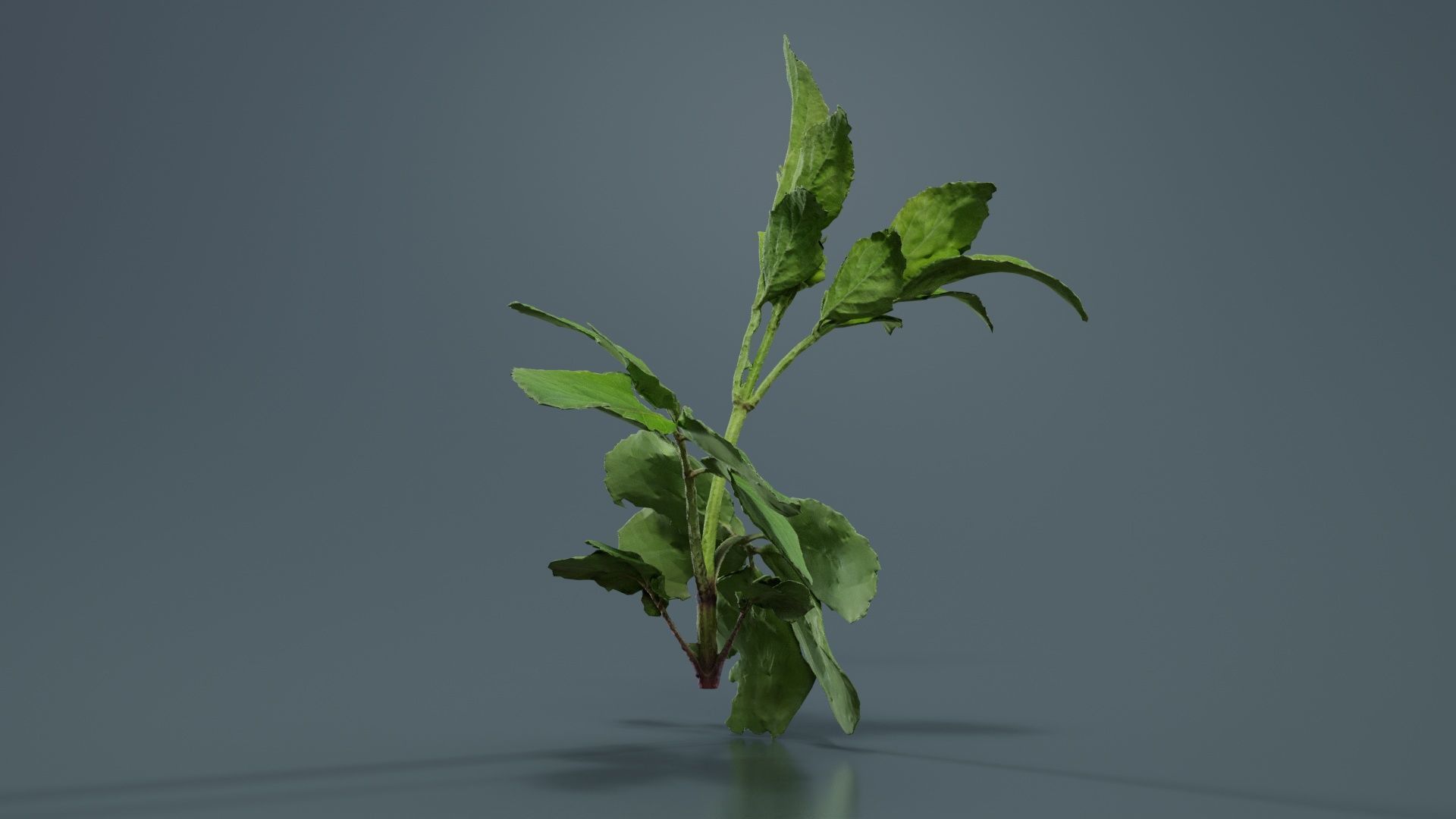 Angelica Archangelica Angelica Apiaceae Sprout 3 Low-poly 3D model_1