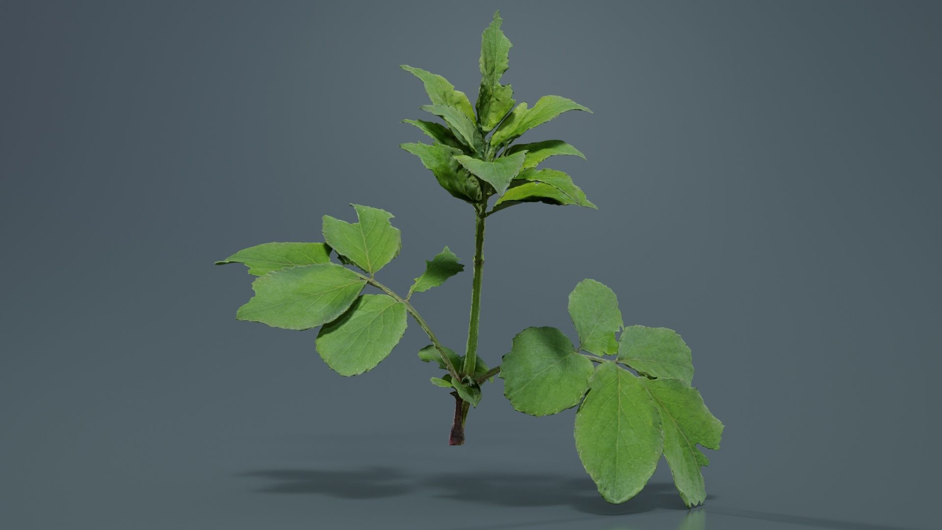 Angelica Archangelica Angelica Apiaceae Sprout 3 Low-poly 3D model_5