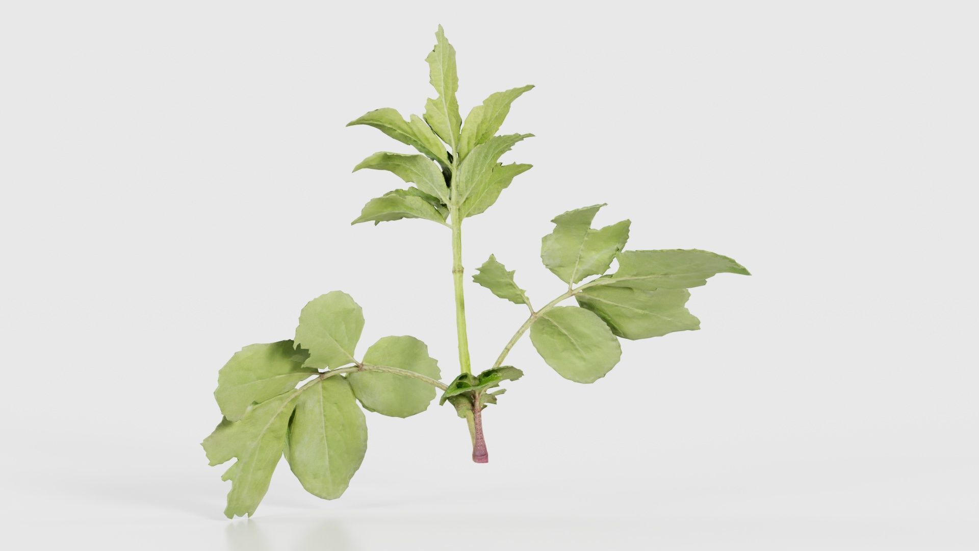 Angelica Archangelica Angelica Apiaceae Sprout 3 Low-poly 3D model_21