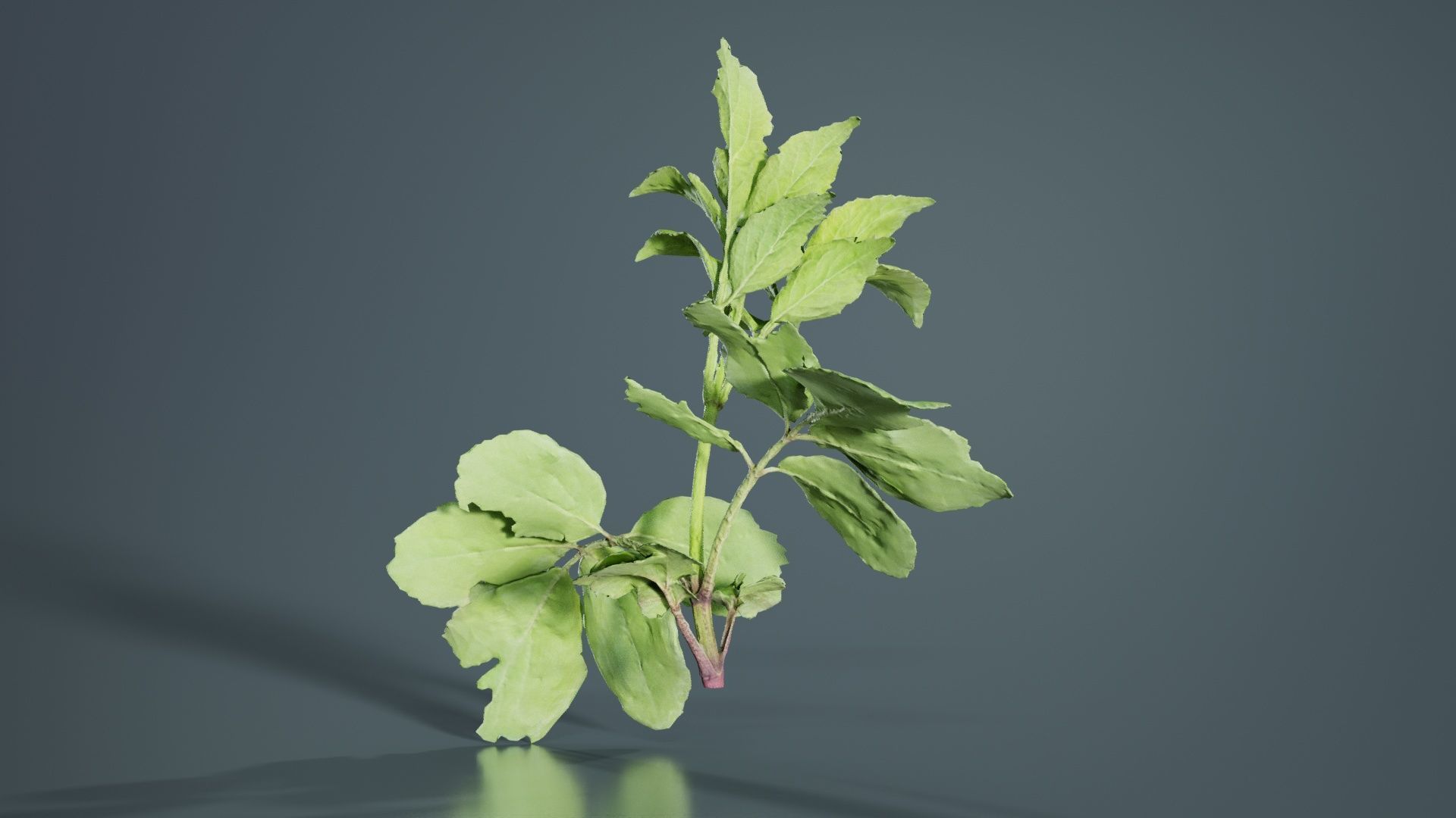 Angelica Archangelica Angelica Apiaceae Sprout 3 Low-poly 3D model_8