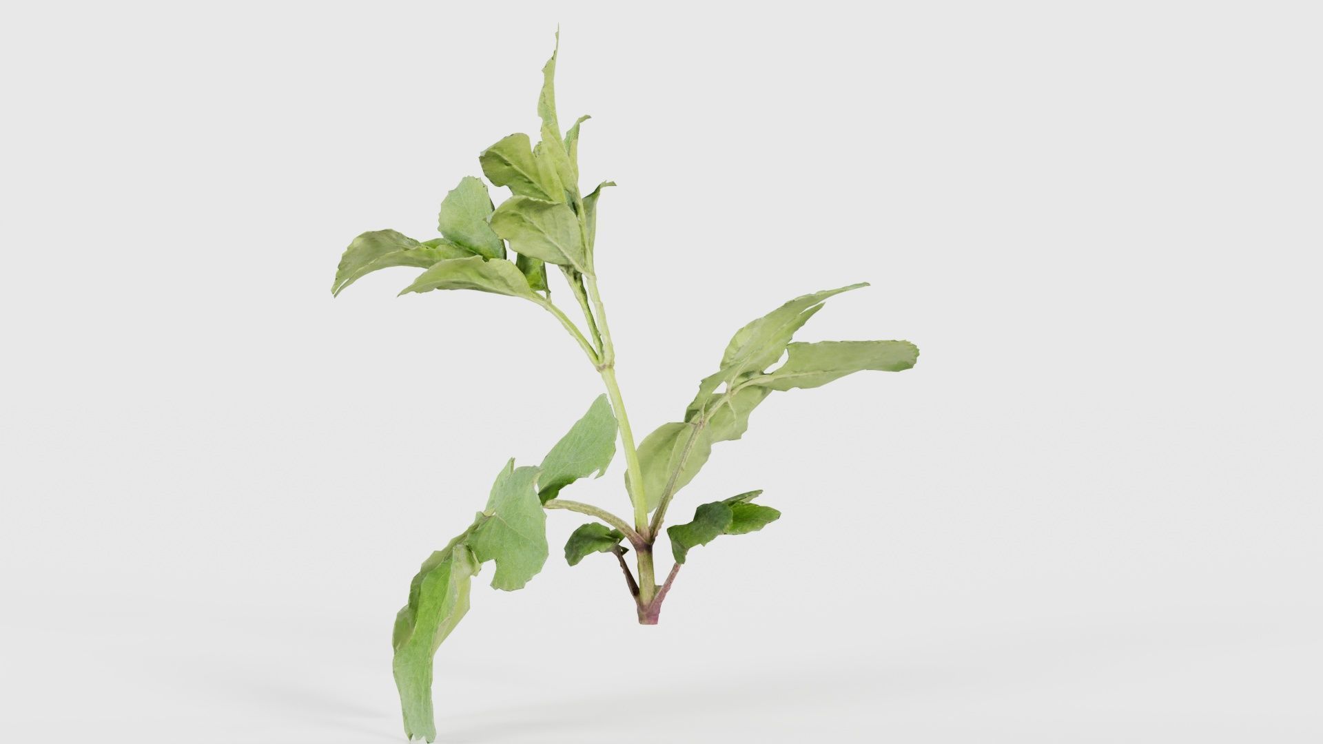 Angelica Archangelica Angelica Apiaceae Sprout 3 Low-poly 3D model_23