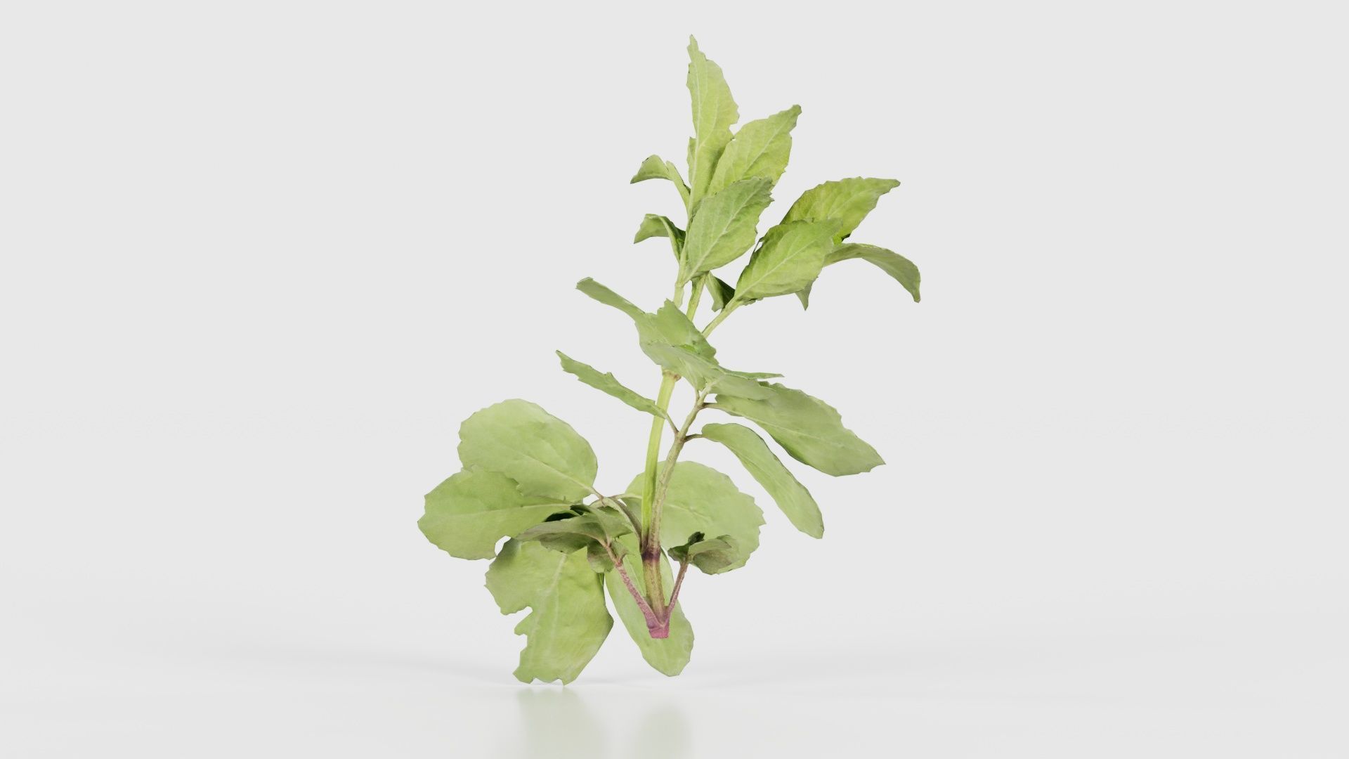 Angelica Archangelica Angelica Apiaceae Sprout 3 Low-poly 3D model_19