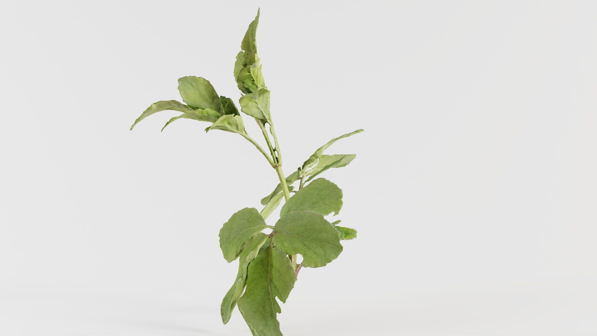 Angelica Archangelica Angelica Apiaceae Sprout 3 Low-poly 3D model_7