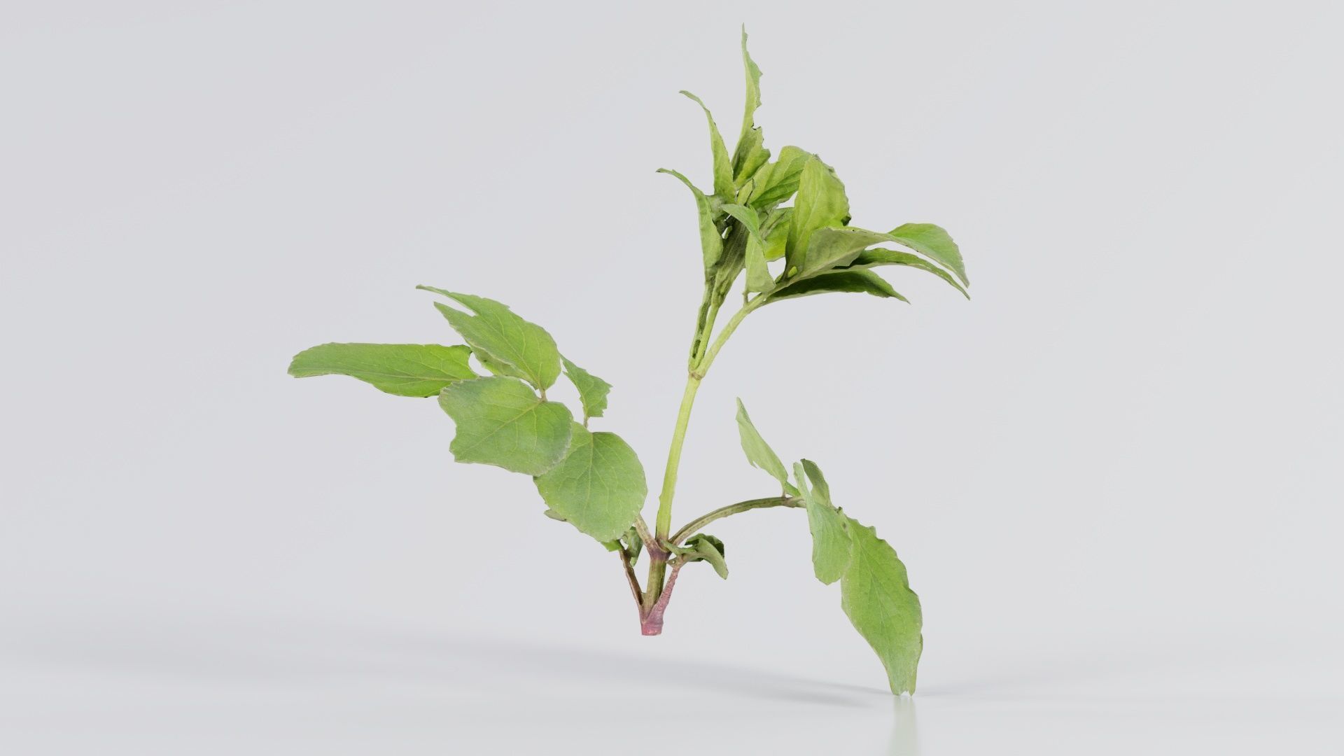 Angelica Archangelica Angelica Apiaceae Sprout 3 Low-poly 3D model_6