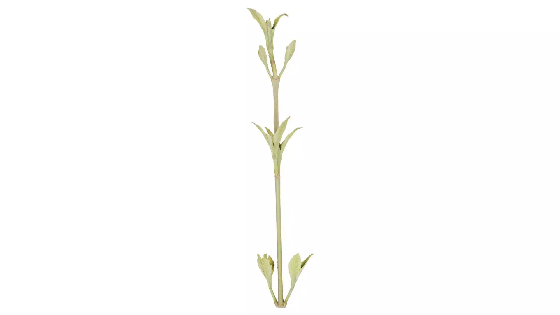 Cornus Mas Dogwood Cornaceae Sprout Low-poly 3D model