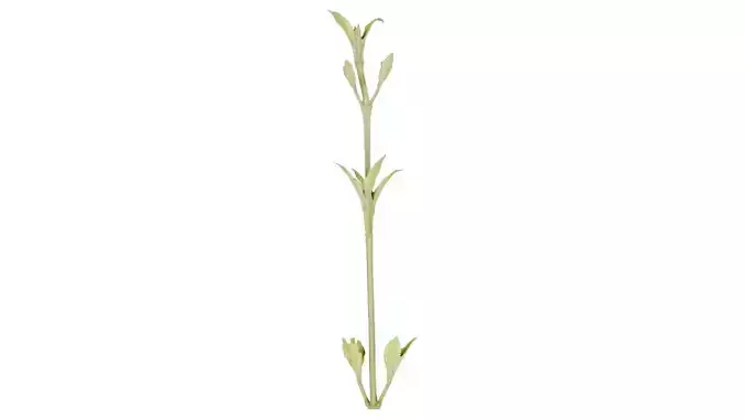 Cornus Mas Dogwood Cornaceae Sprout