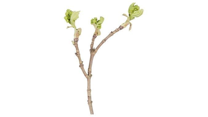 Juglans Regia Black Walnut Juglandaceae Sprout Low-poly 3D model