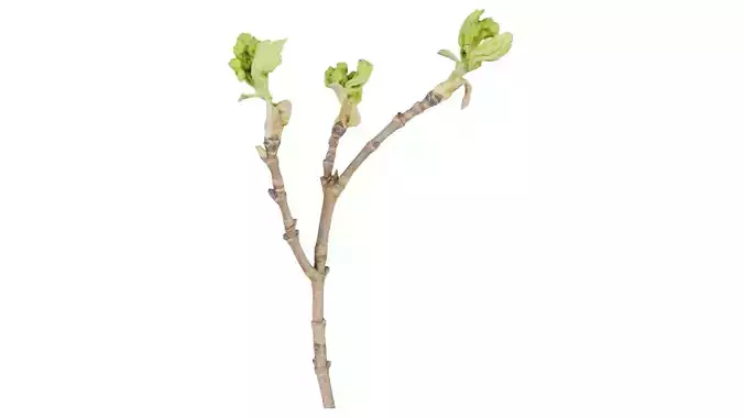 Juglans Regia Black Walnut Juglandaceae Sprout