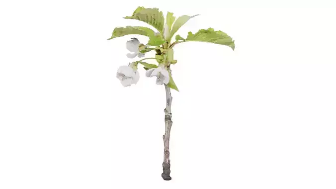 Prunus Avium Wild Cherry Rosaceae Sprout 2