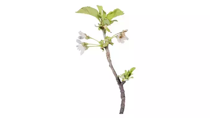 Prunus Cerasus Sour Cherry Rosaceae Sprout