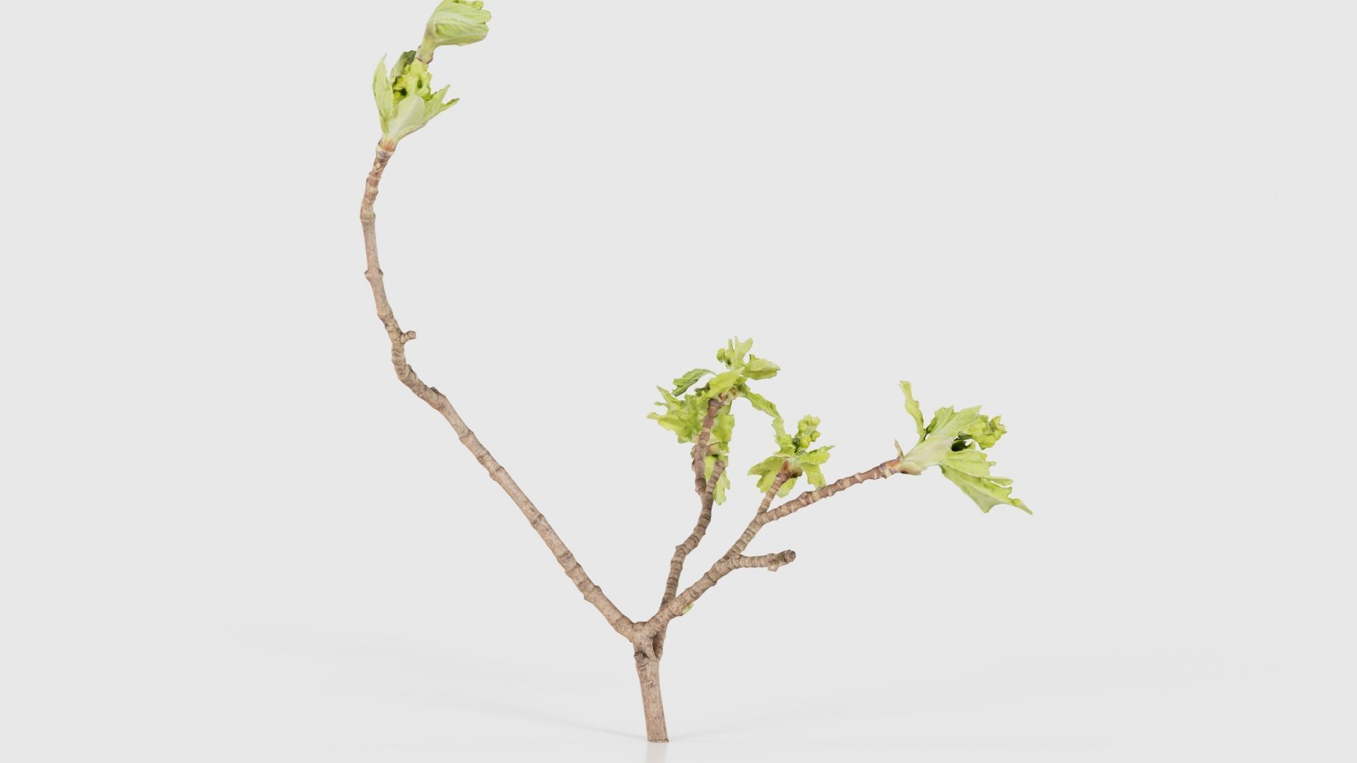 Ribes Alpinum Alpine Currant Grossulariaceae Sprout Low-poly 3D model_17