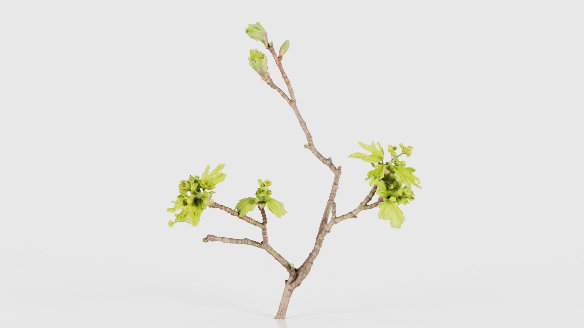 Ribes Alpinum Alpine Currant Grossulariaceae Sprout Low-poly 3D model_25