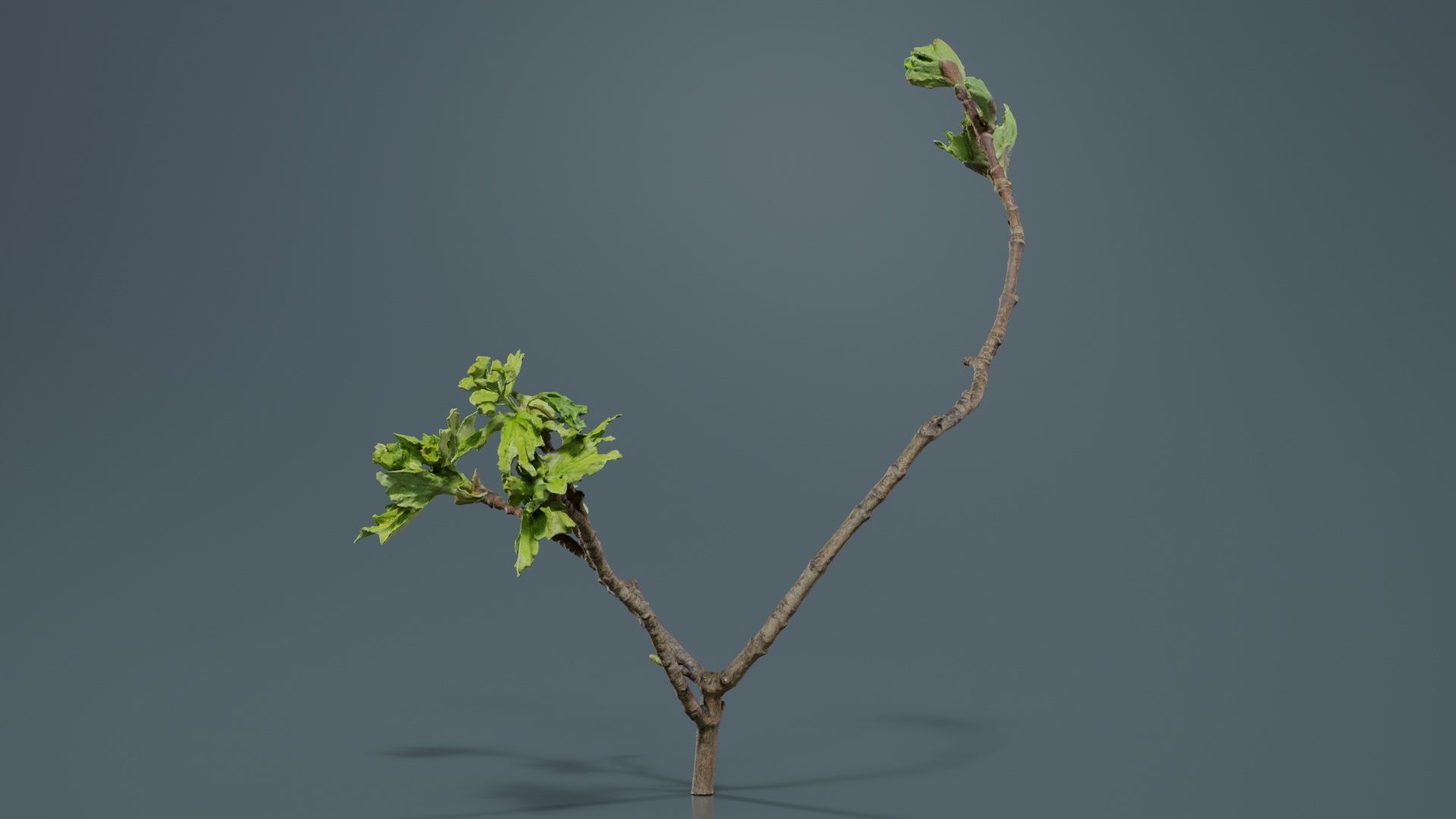 Ribes Alpinum Alpine Currant Grossulariaceae Sprout Low-poly 3D model_6