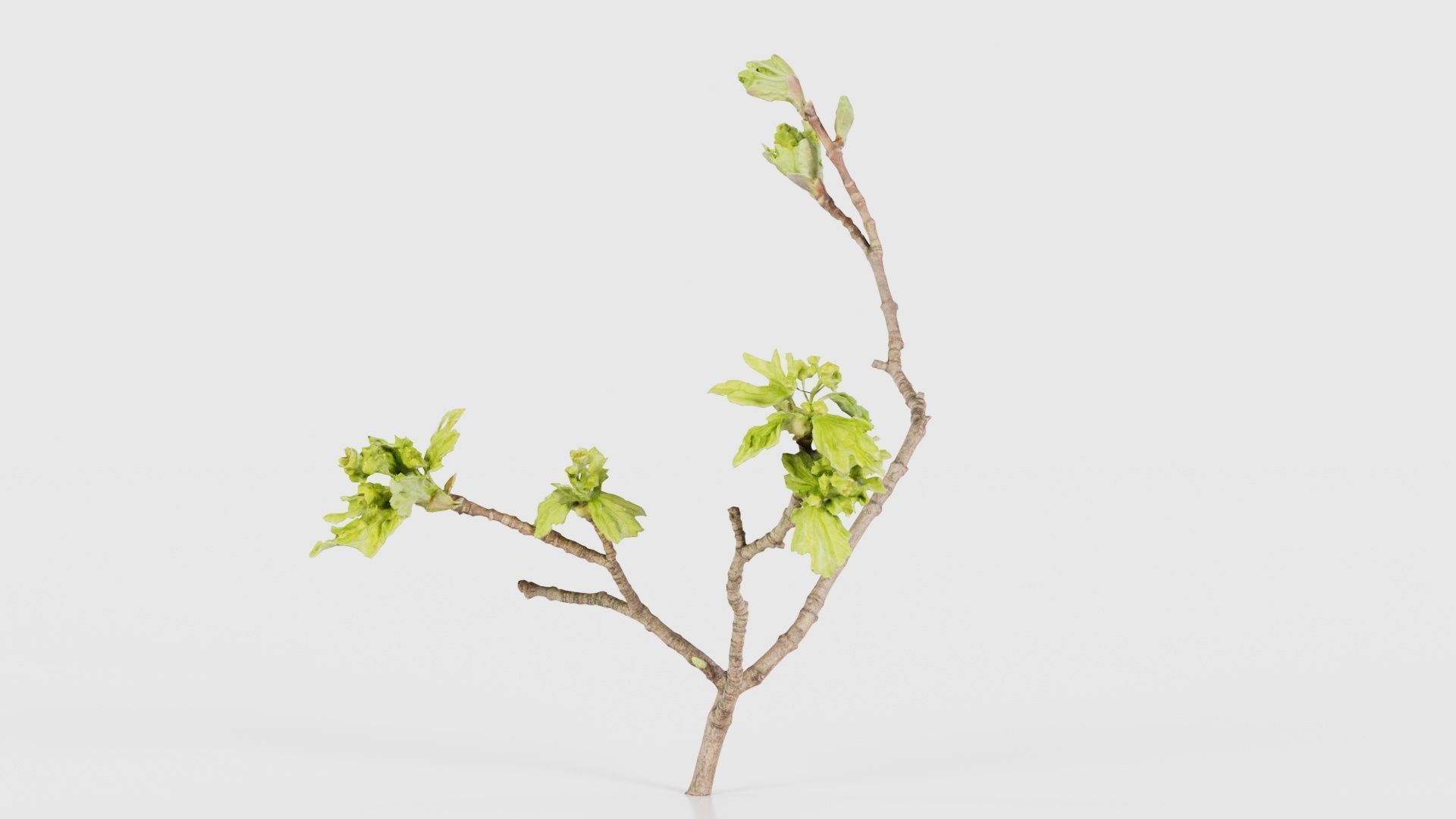 Ribes Alpinum Alpine Currant Grossulariaceae Sprout Low-poly 3D model_24