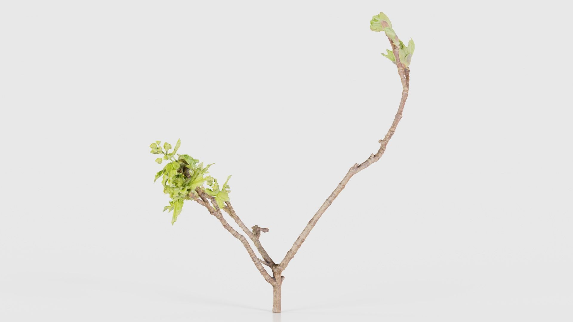 Ribes Alpinum Alpine Currant Grossulariaceae Sprout Low-poly 3D model_22