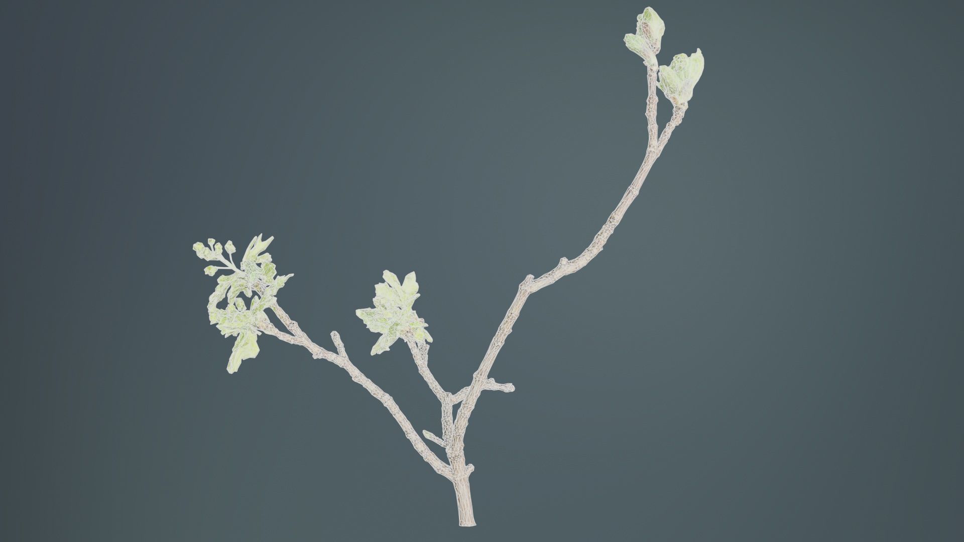 Ribes Alpinum Alpine Currant Grossulariaceae Sprout Low-poly 3D model_10