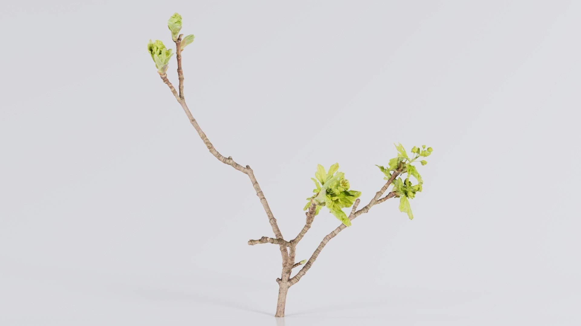 Ribes Alpinum Alpine Currant Grossulariaceae Sprout Low-poly 3D model_1