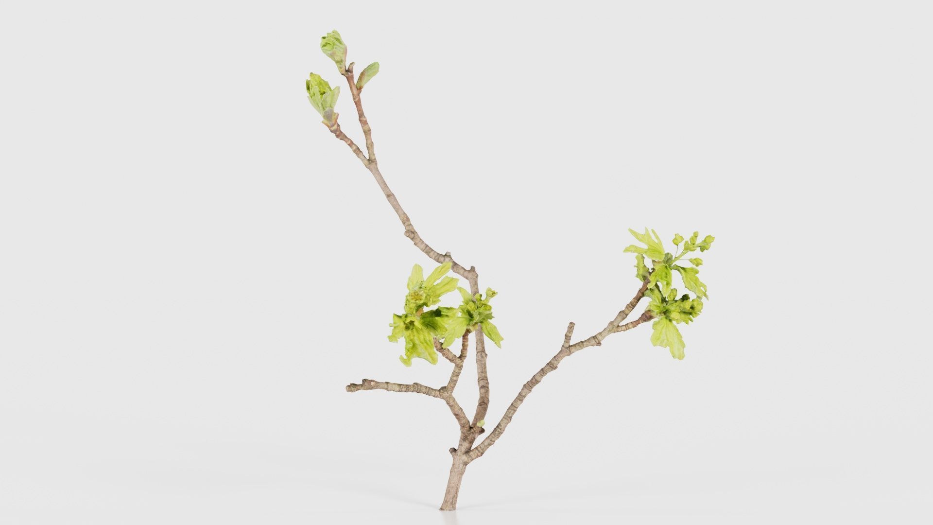 Ribes Alpinum Alpine Currant Grossulariaceae Sprout Low-poly 3D model_26