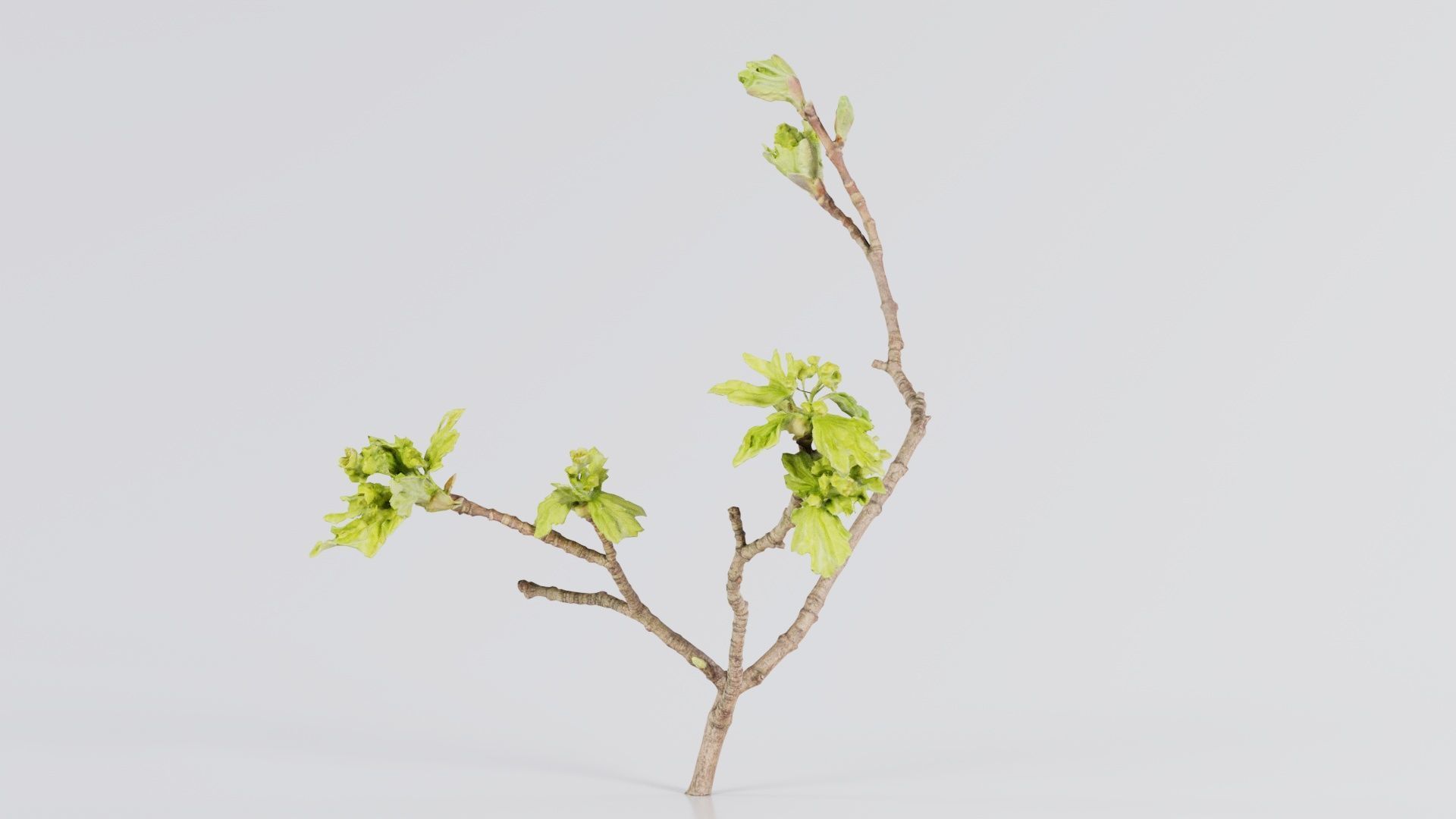 Ribes Alpinum Alpine Currant Grossulariaceae Sprout Low-poly 3D model_5