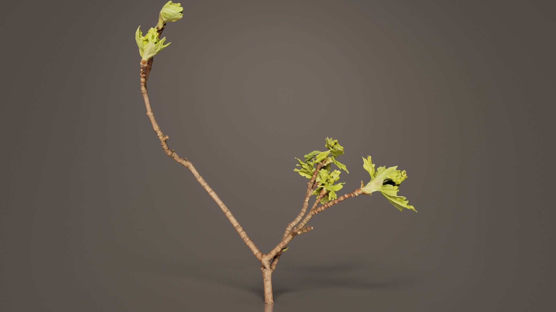 Ribes Alpinum Alpine Currant Grossulariaceae Sprout Low-poly 3D model_7