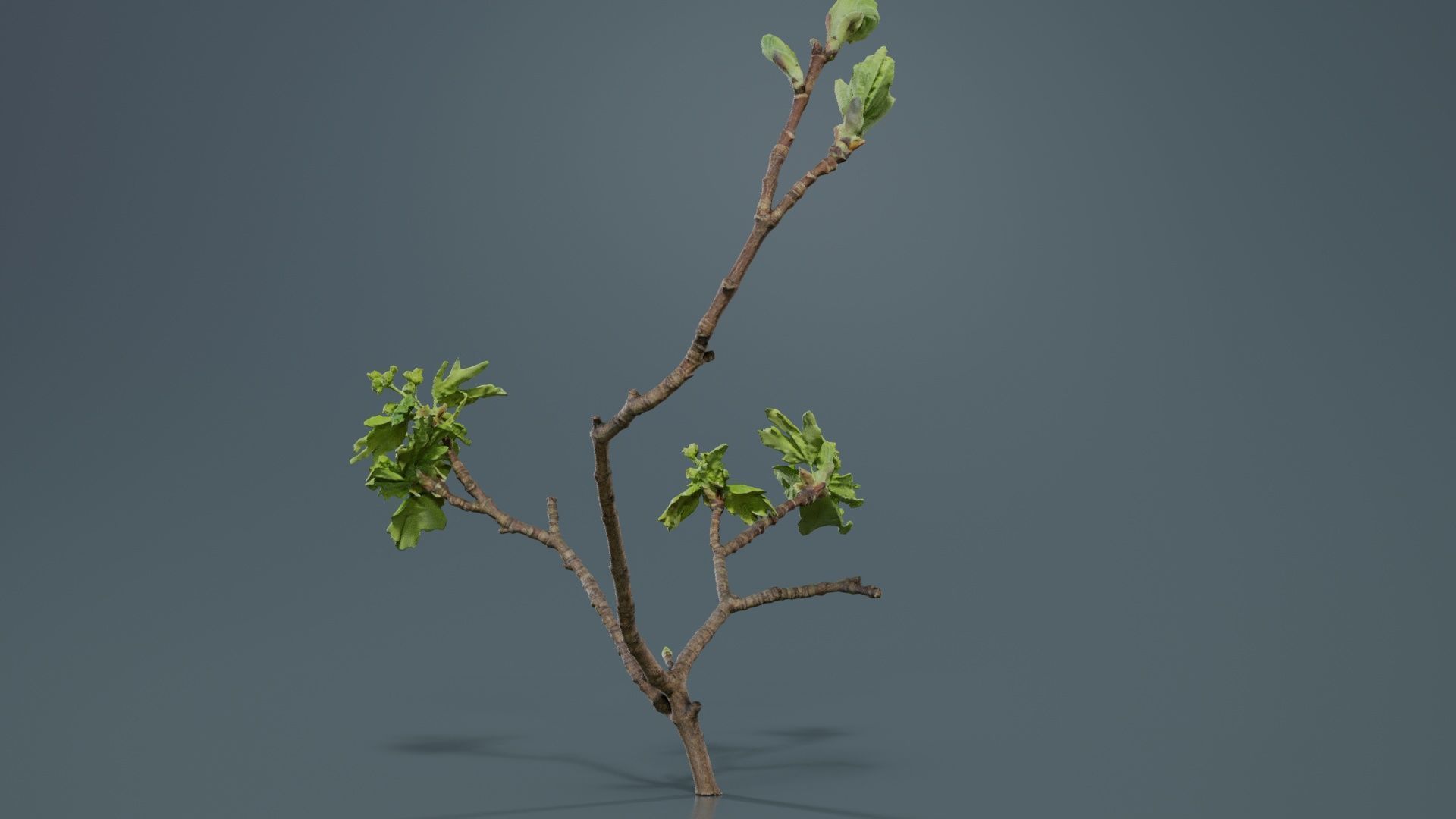 Ribes Alpinum Alpine Currant Grossulariaceae Sprout Low-poly 3D model_2