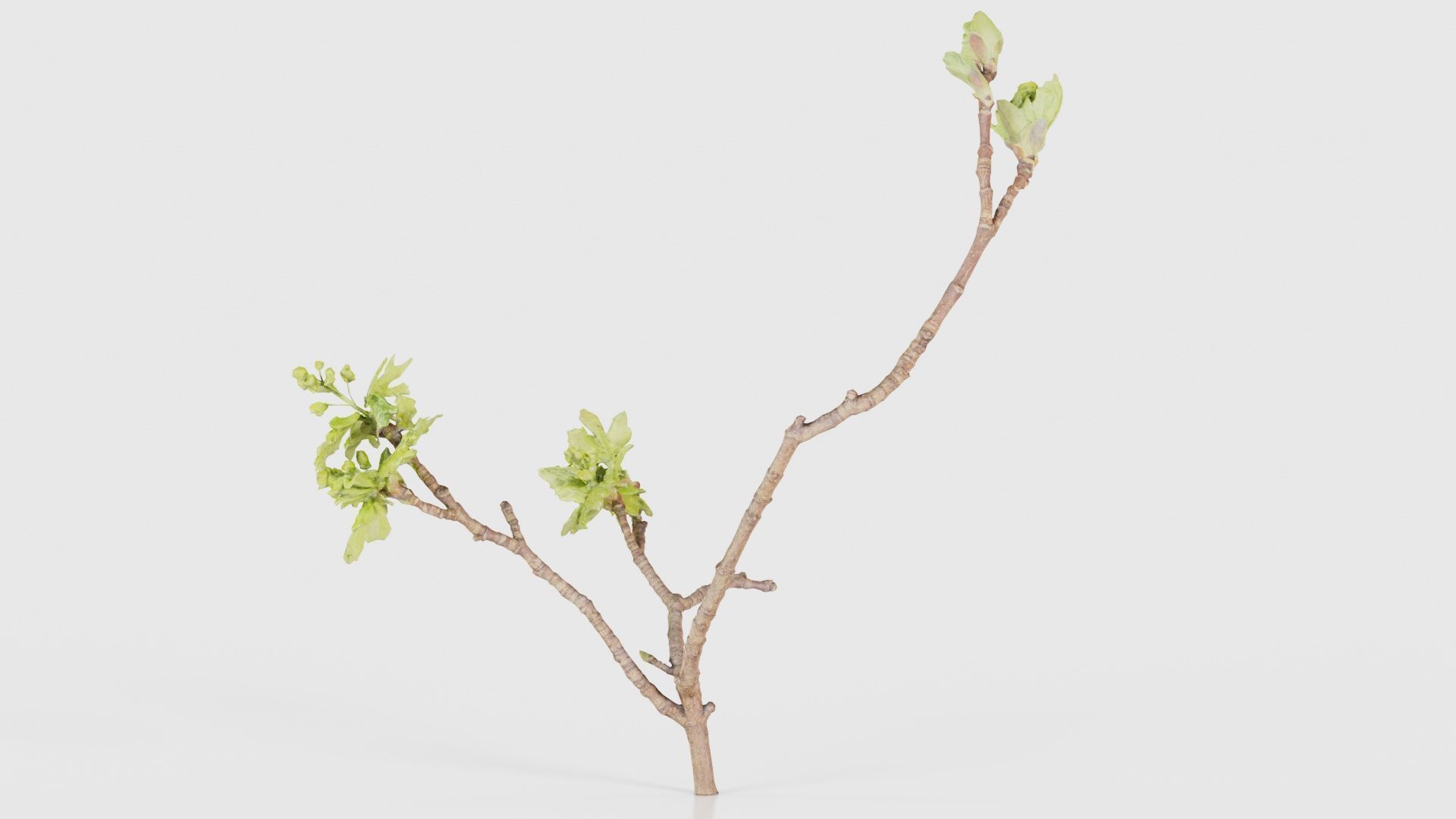 Ribes Alpinum Alpine Currant Grossulariaceae Sprout Low-poly 3D model_21