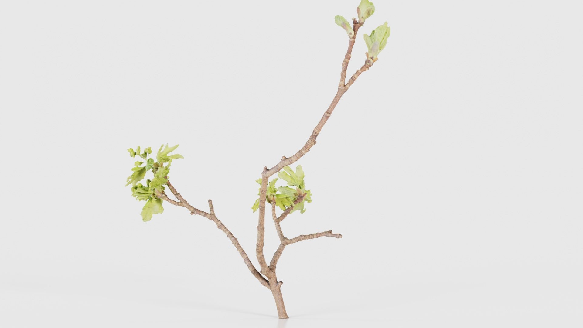 Ribes Alpinum Alpine Currant Grossulariaceae Sprout Low-poly 3D model_20