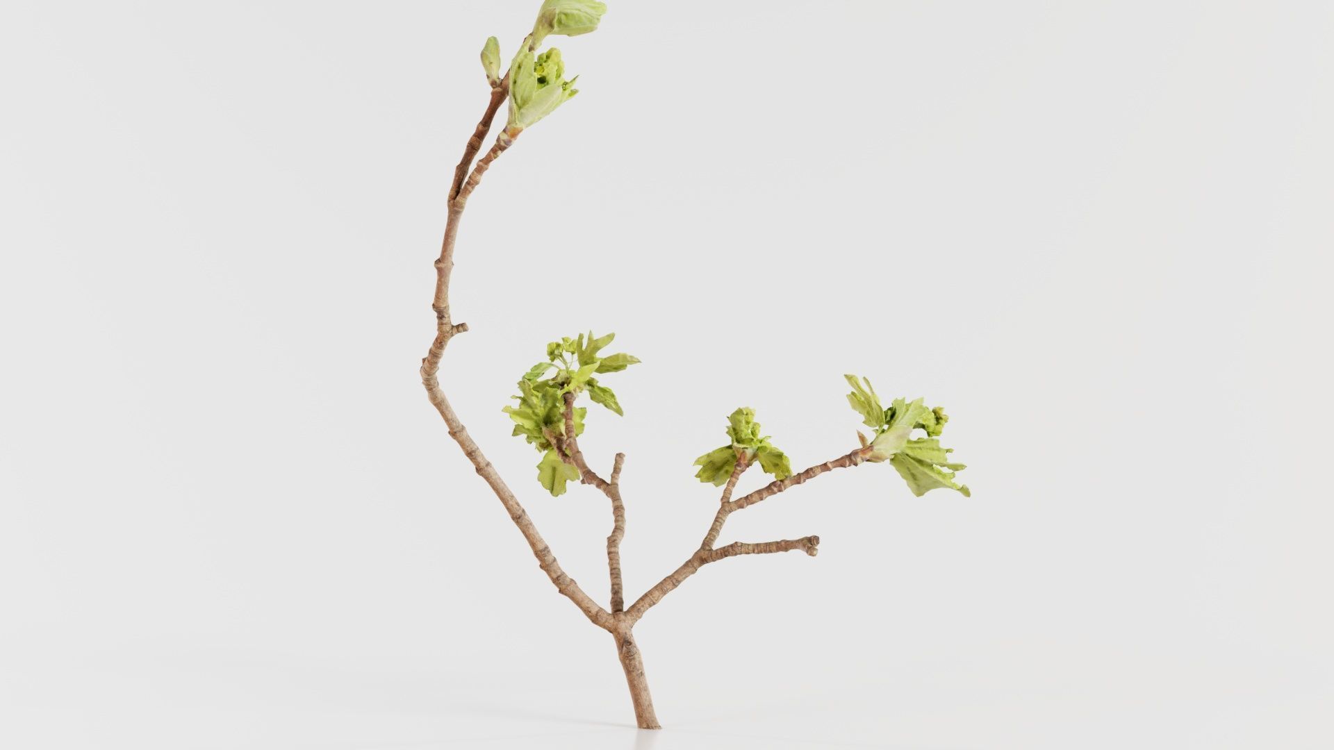 Ribes Alpinum Alpine Currant Grossulariaceae Sprout Low-poly 3D model_3