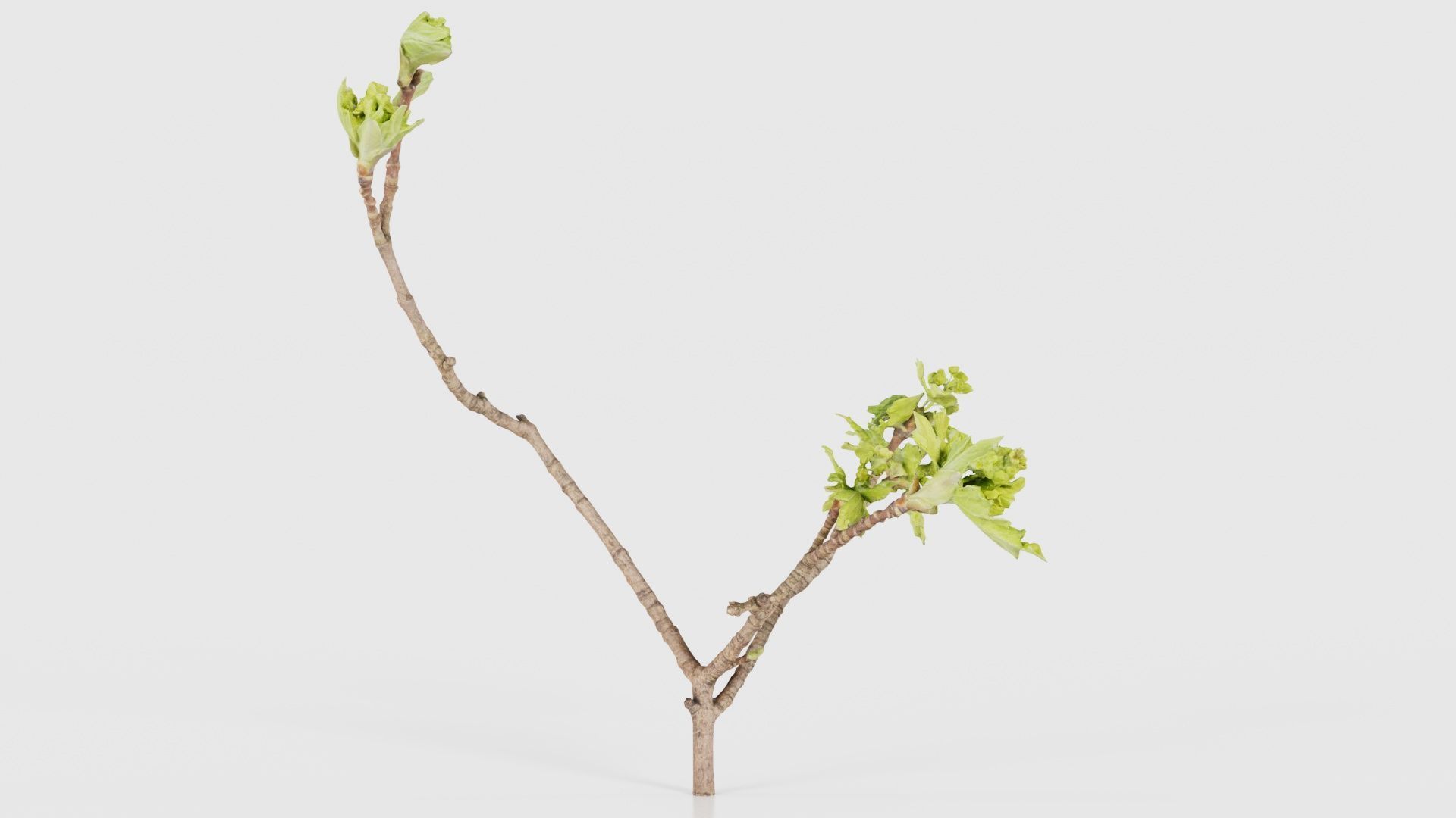 Ribes Alpinum Alpine Currant Grossulariaceae Sprout Low-poly 3D model_16