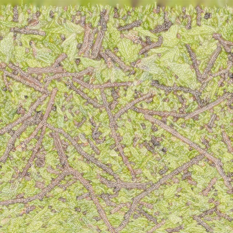 Ribes Alpinum Alpine Currant Grossulariaceae Sprout Low-poly 3D model_14