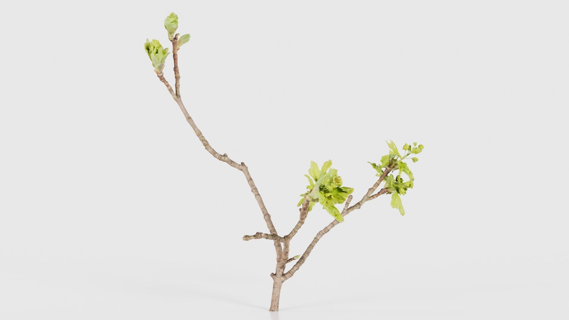 Ribes Alpinum Alpine Currant Grossulariaceae Sprout Low-poly 3D model_15