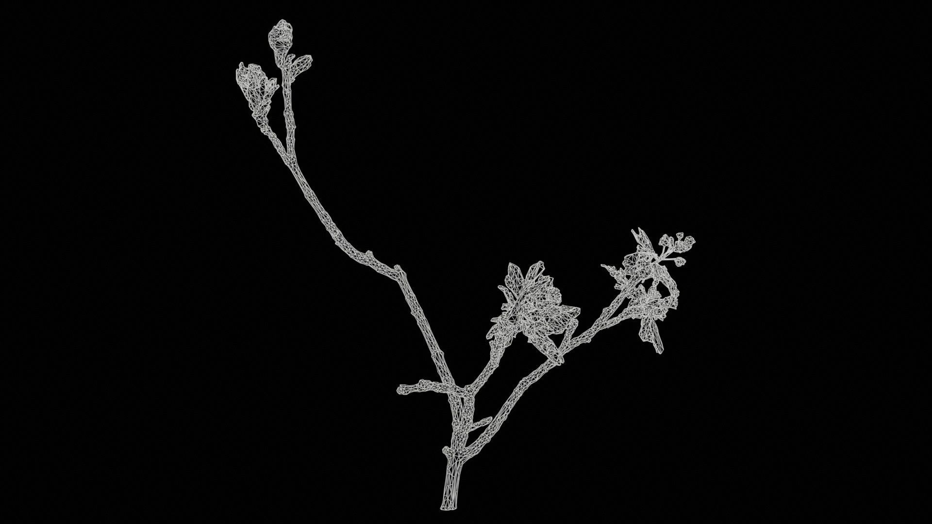 Ribes Alpinum Alpine Currant Grossulariaceae Sprout Low-poly 3D model_11