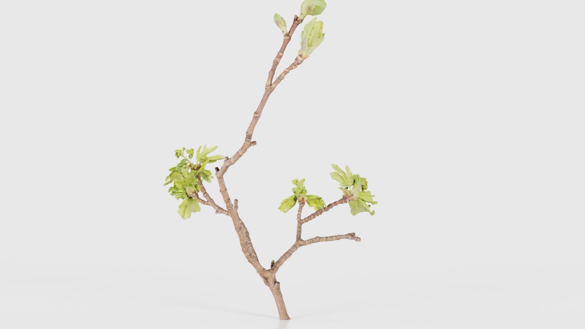 Ribes Alpinum Alpine Currant Grossulariaceae Sprout Low-poly 3D model_19