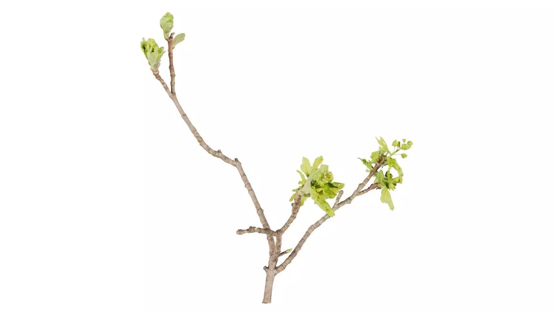 Ribes Alpinum Alpine Currant Grossulariaceae Sprout Low-poly 3D model_0