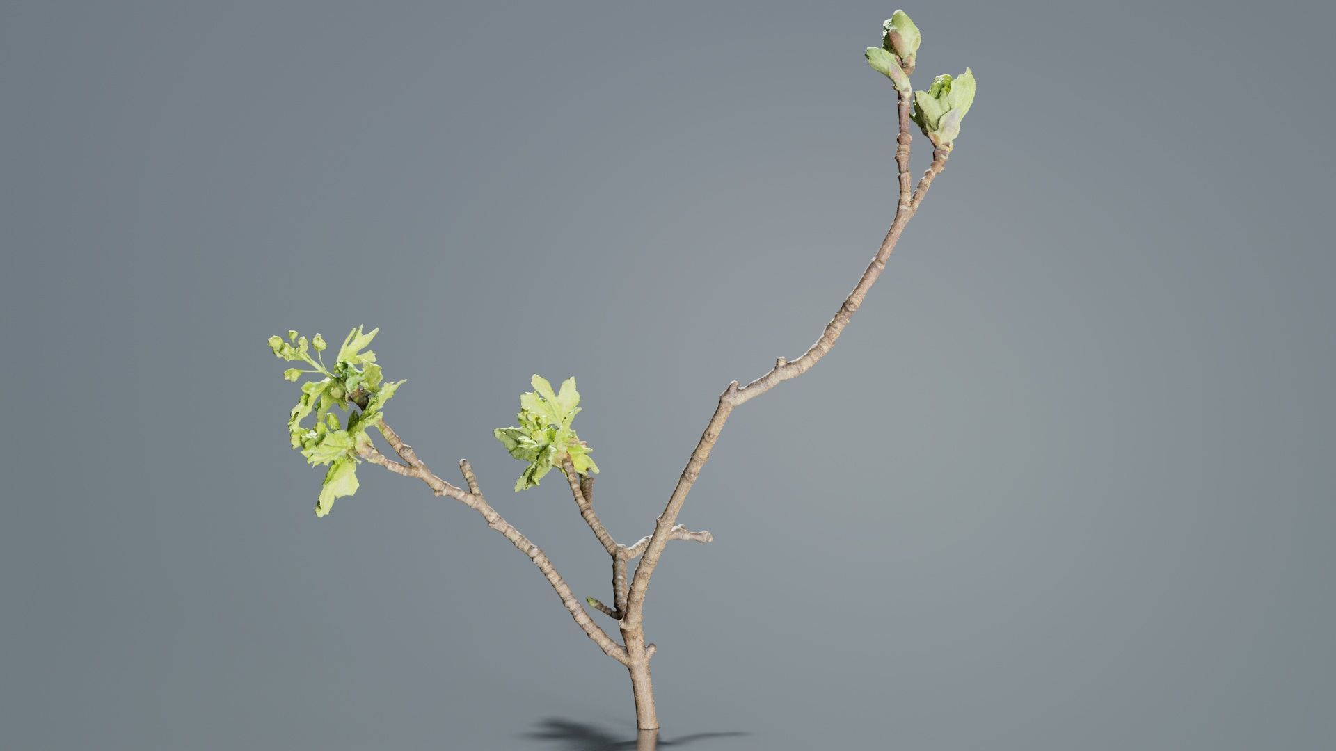 Ribes Alpinum Alpine Currant Grossulariaceae Sprout Low-poly 3D model_4