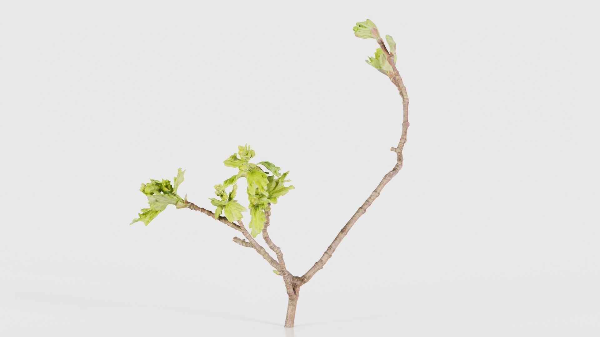 Ribes Alpinum Alpine Currant Grossulariaceae Sprout Low-poly 3D model_23