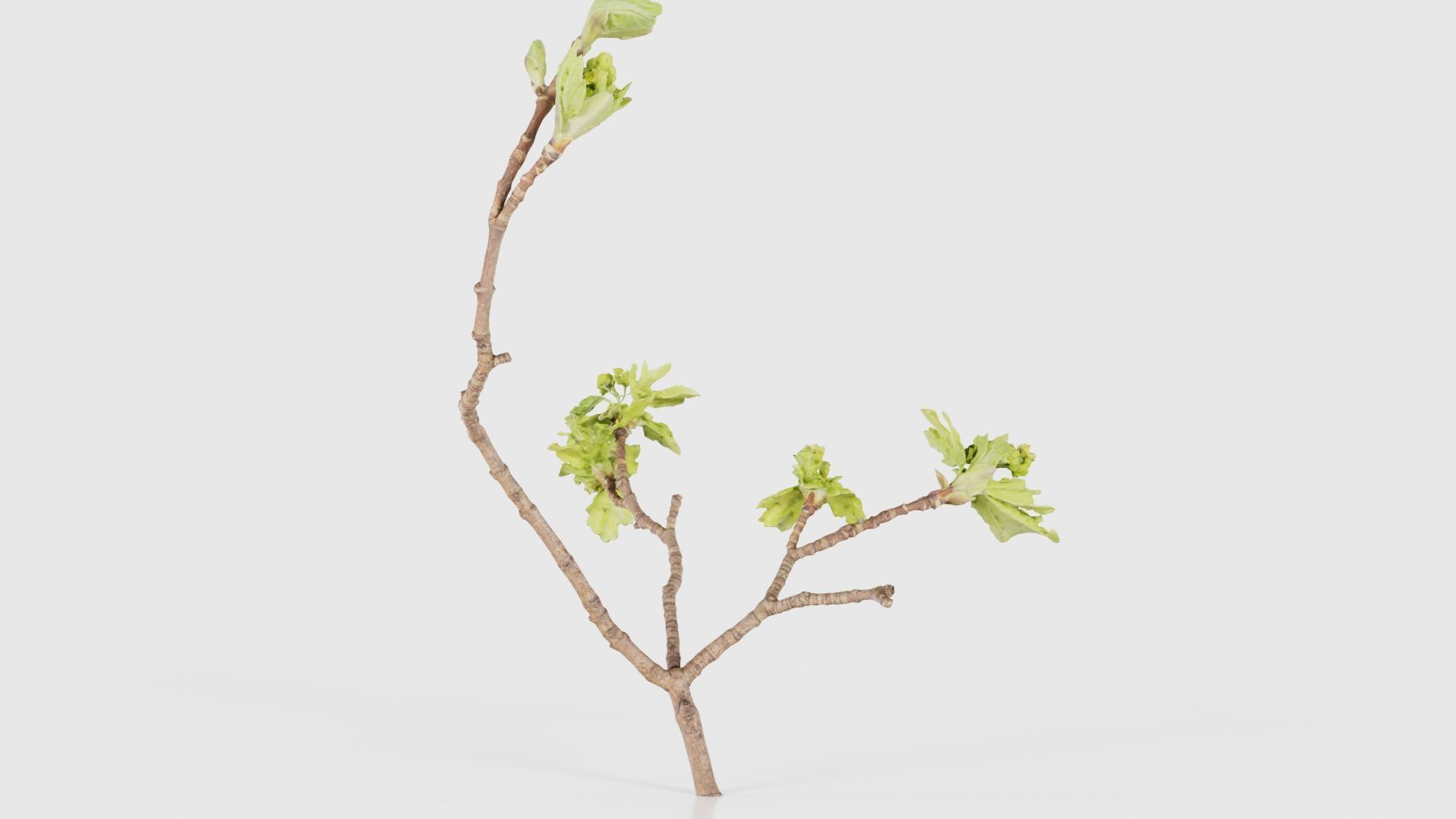 Ribes Alpinum Alpine Currant Grossulariaceae Sprout Low-poly 3D model_18
