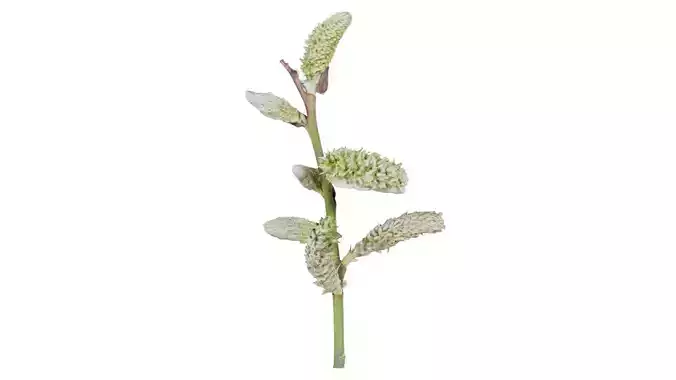 Salix Atrocinerea Brot Grey Willow Salicaceae Sprout Low-poly 3D model