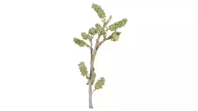 Salix Caprea Pussy Willow Salicaceae Sprout Low-poly 3D model