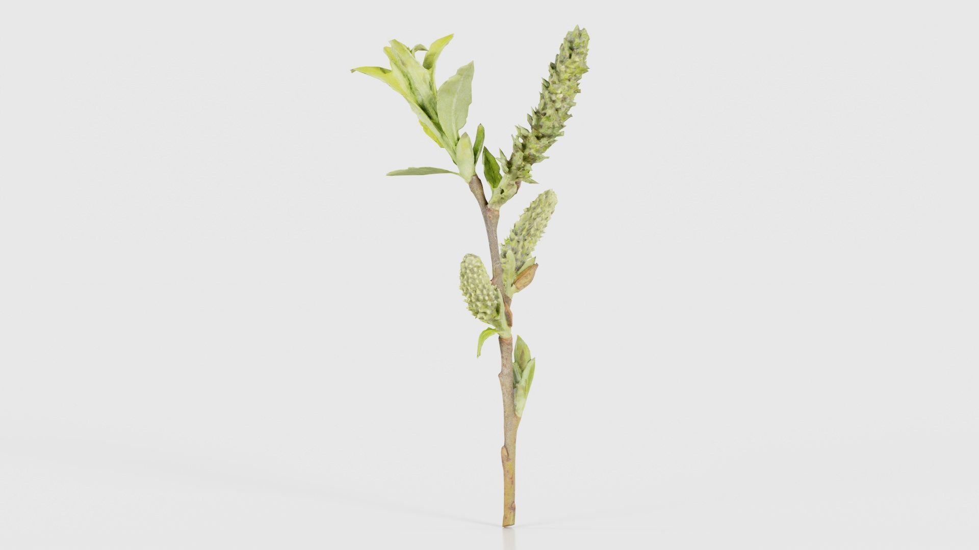 Salix Hastata Halberd Willow Salicaceae Sprout Low-poly 3D model_24