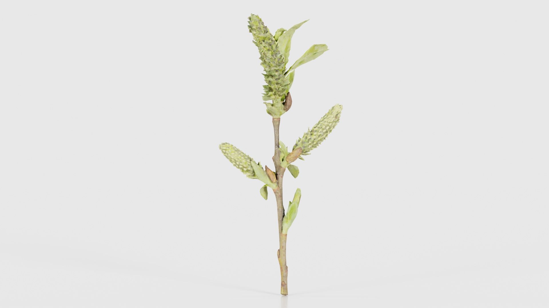 Salix Hastata Halberd Willow Salicaceae Sprout Low-poly 3D model_22