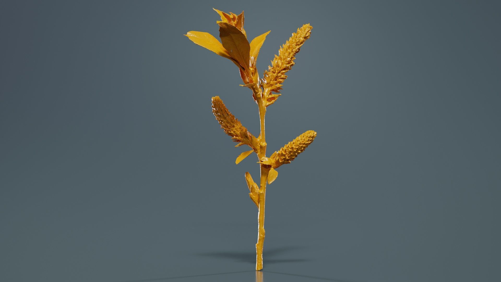 Salix Hastata Halberd Willow Salicaceae Sprout Low-poly 3D model_12