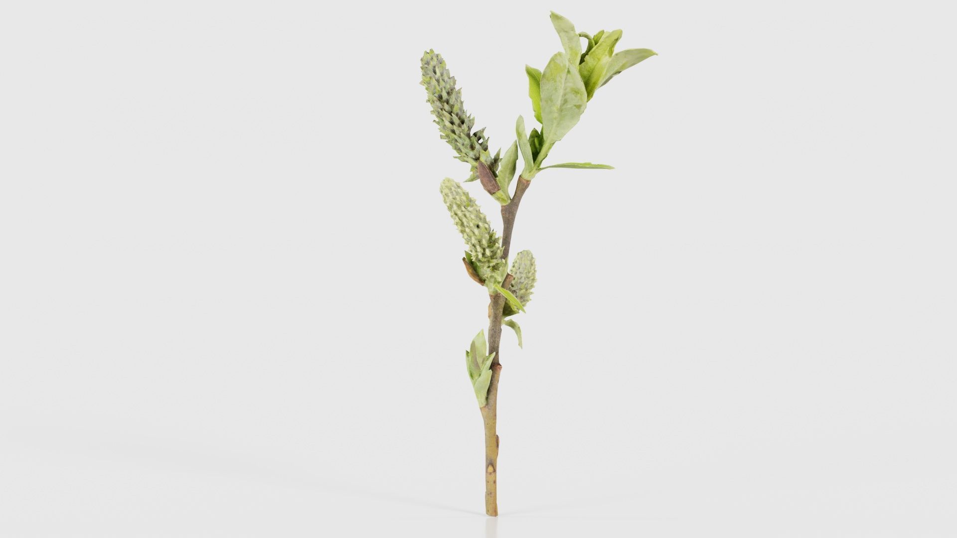 Salix Hastata Halberd Willow Salicaceae Sprout Low-poly 3D model_18