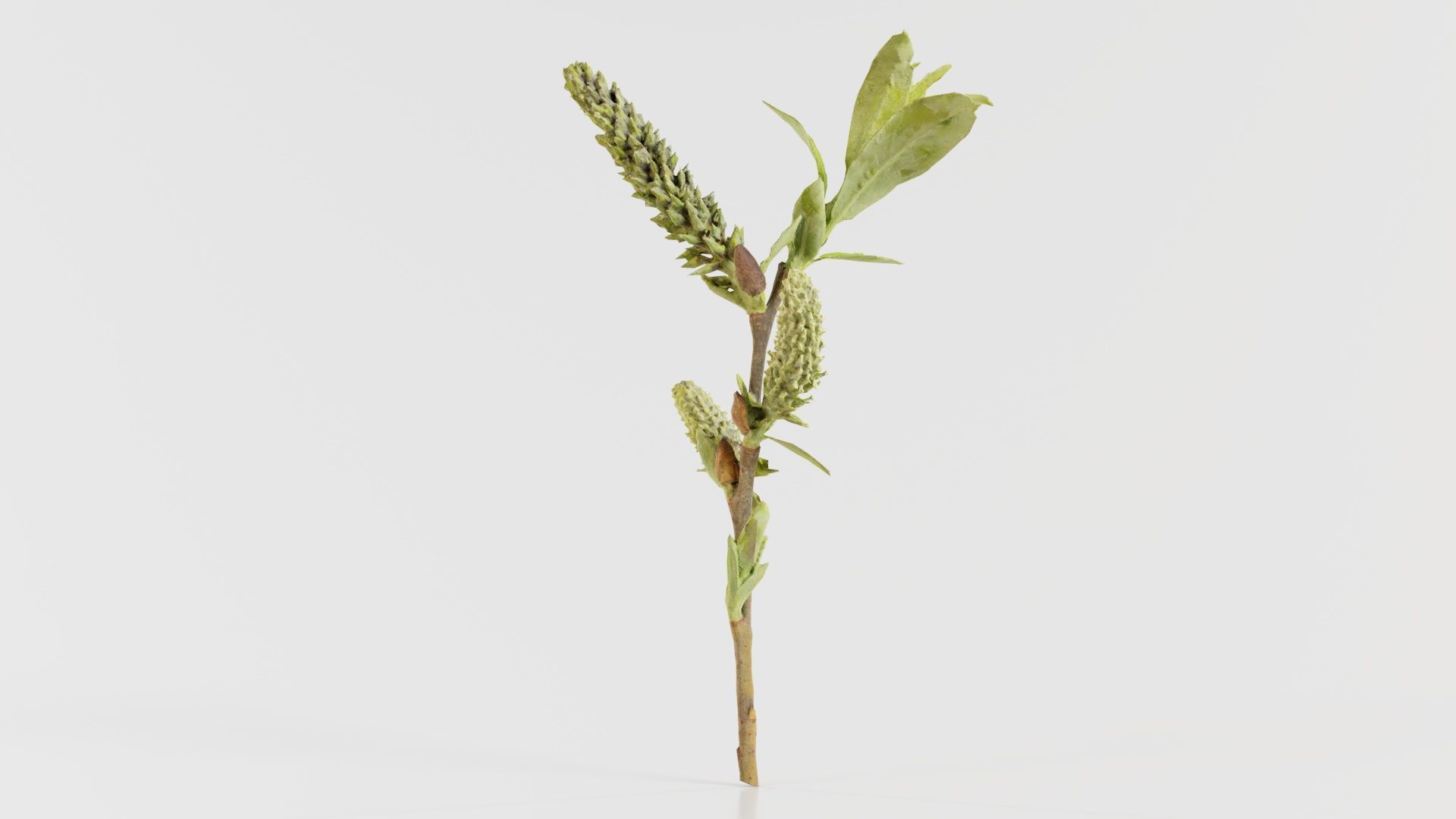 Salix Hastata Halberd Willow Salicaceae Sprout Low-poly 3D model_2
