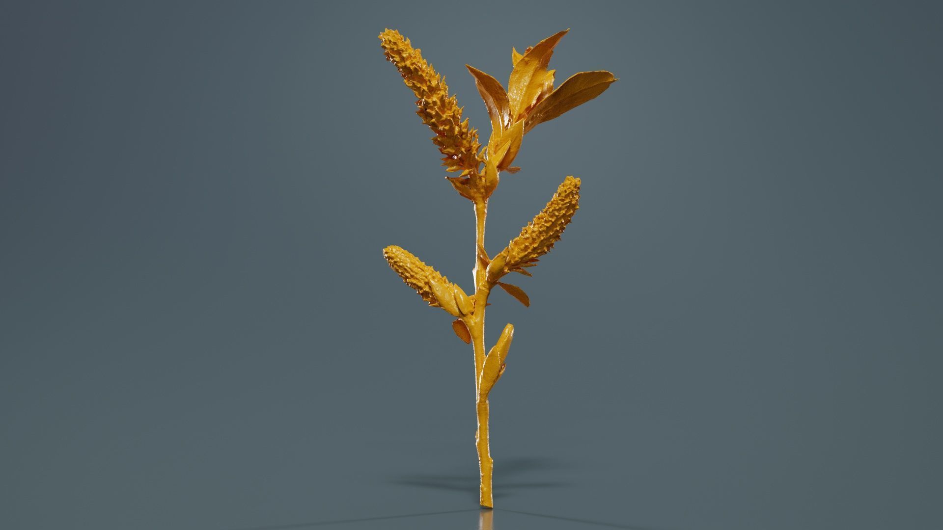 Salix Hastata Halberd Willow Salicaceae Sprout Low-poly 3D model_13